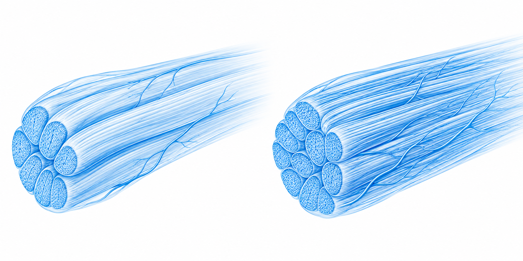 Two blue schematic tendon bundles showing a smaller sparse fiber bundle beside a denser aligned bundle with more branching vessel lines.