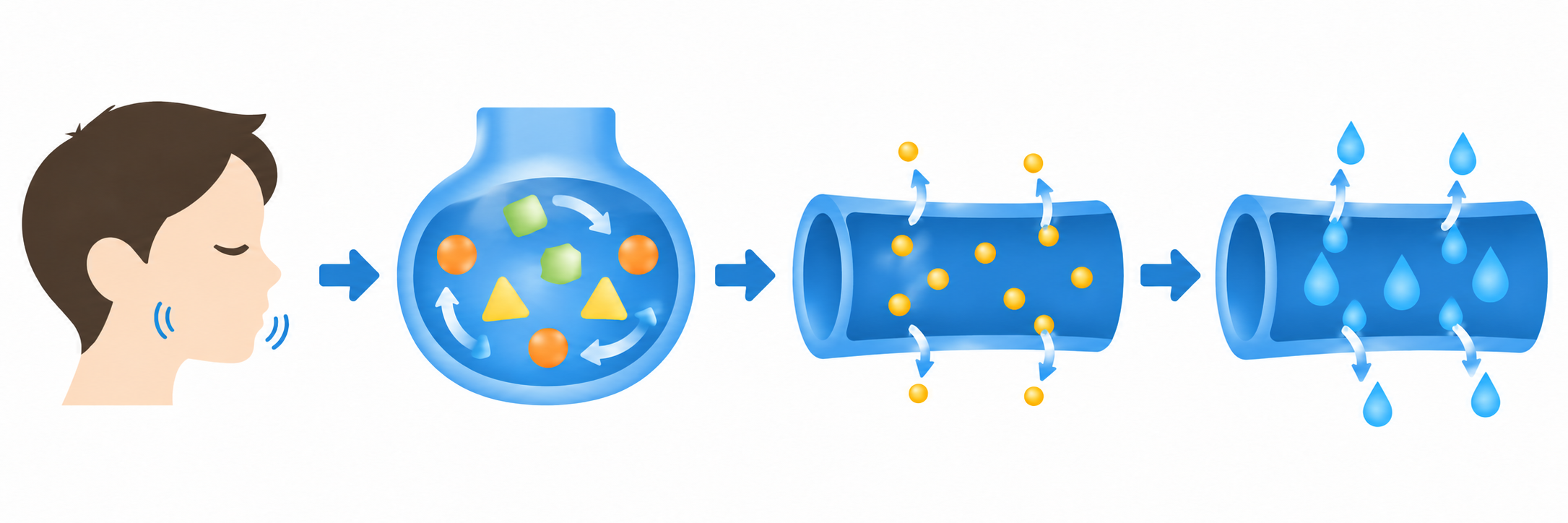 Four stations linked by arrows: a chewing head profile, a churning chamber with food pieces, a tube with nutrient dots streaming out through its wall, and a wider tube with water droplets returning.