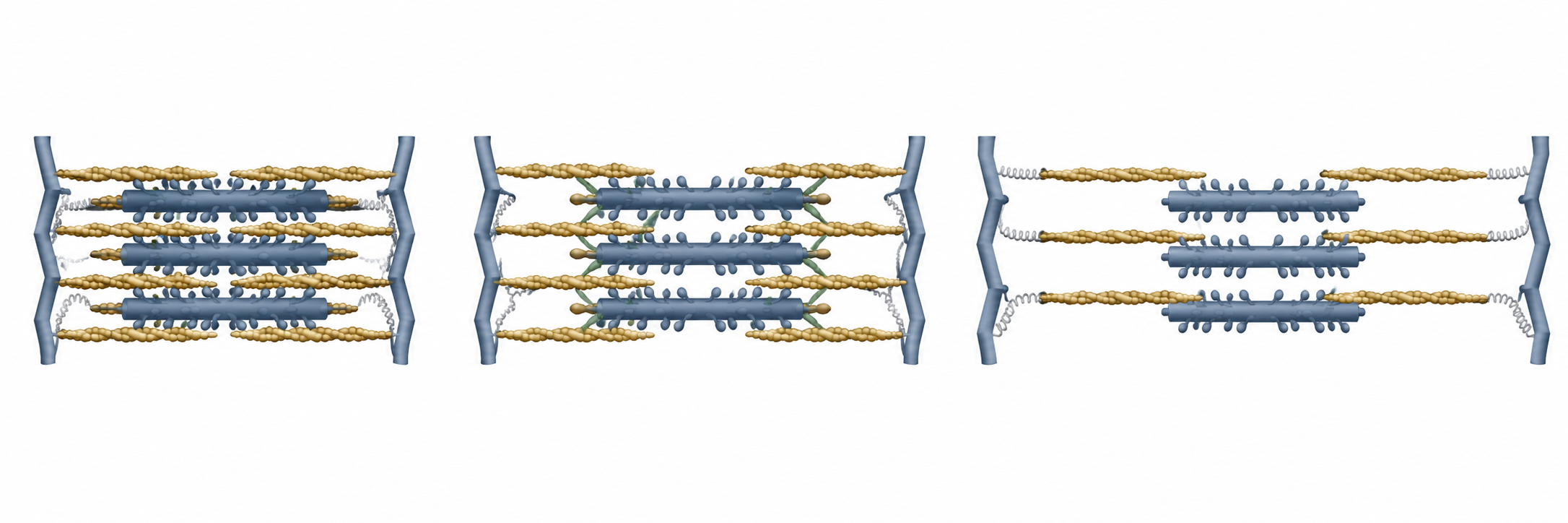 Three sarcomere panels showing compressed overlap when too short, orderly overlap at optimal length, and stretched overlap with a taut tether when too long.